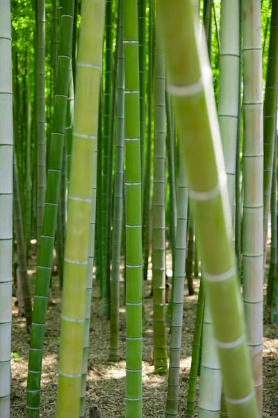 Een Groen Bamboe Bos Het Voorjaar Zonnige Dag Hoge Kwaliteit — Stockfoto