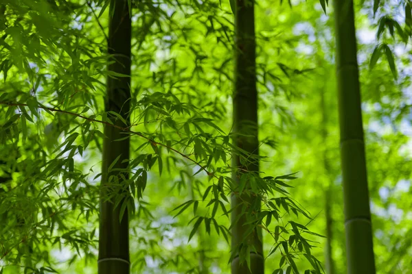 Зеленые Листья Бамбука Японском Лесу Весной Солнечного Дня Высококачественное Фото — стоковое фото