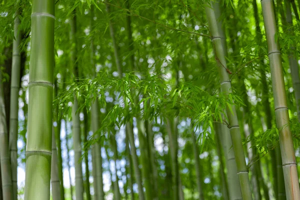 Gröna Bambublad Japansk Skog Våren Solig Dag Högkvalitativt Foto Itabashi — Stockfoto