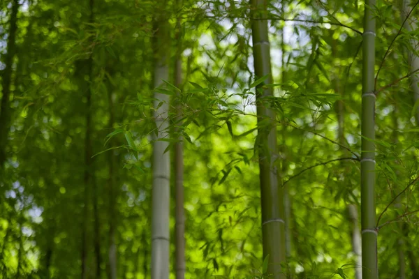 봄날에는 삼림의 대나무 고품질 이타바시 지역인 다미온 2023 공원은 다케노코 — 스톡 사진