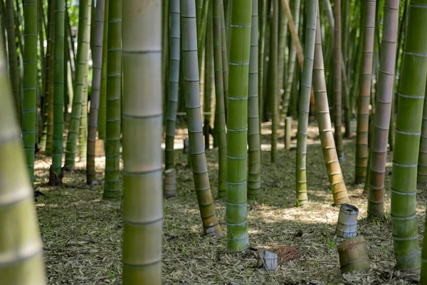 stock image A green bamboo forest in spring sunny day close shot. High quality photo. Itabashi district Daimon Tokyo Japan 06.17.2023 This park is called Takenoko park.