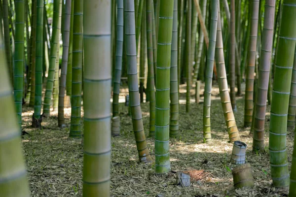 stock image A green bamboo forest in spring sunny day close shot. High quality photo. Itabashi district Daimon Tokyo Japan 06.17.2023 This park is called Takenoko park.