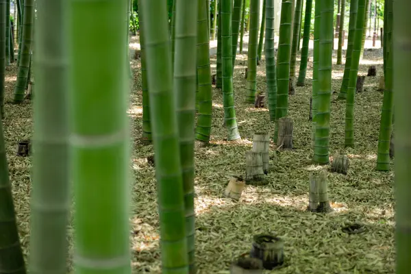 Bosque Bambú Verde Día Soleado Primavera Foto Alta Calidad Itabashi —  Fotos de Stock