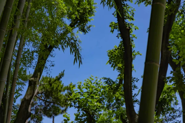 春の晴れた日には日本の森の中に緑の竹の葉 高品質の写真 板橋区大門東京都06 2023竹の子公園と呼ばれる公園です — ストック写真