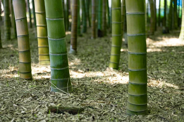 Bosque Bambú Verde Primavera Día Soleado Tiro Cercano Foto Alta —  Fotos de Stock