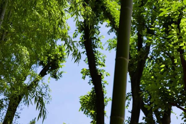 春の晴れた日には日本の森の中に緑の竹の葉 高品質の写真 板橋区大門東京都06 2023竹の子公園と呼ばれる公園です — ストック写真