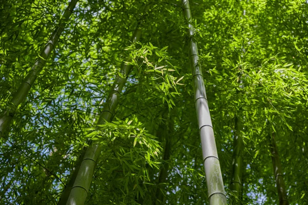 Foglie Bambù Verde Nella Foresta Giapponese Primavera Giornata Sole Foto — Foto Stock