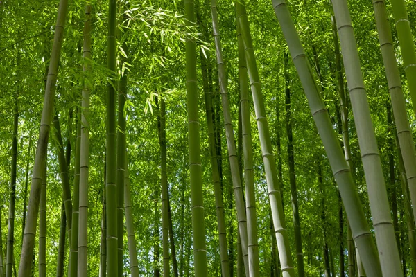 Bahar güneşli bir günde Japon ormanında yeşil bambu yaprakları. Yüksek kalite fotoğraf. Itabashi bölgesi Daimon Tokyo 06.07.2023 Bu parkın adı Takenoko Parkı.