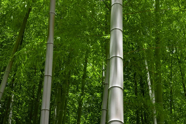 Πράσινα Φύλλα Μπαμπού Στο Ιαπωνικό Δάσος Την Ανοιξιάτικη Ηλιόλουστη Μέρα — Φωτογραφία Αρχείου