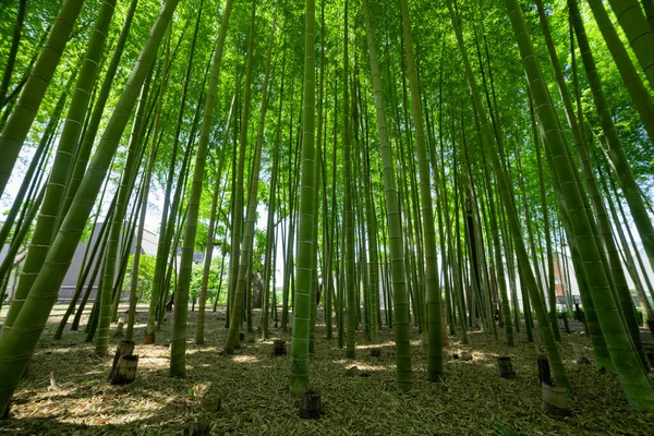 Ένα Πράσινο Δάσος Μπαμπού Την Άνοιξη Ηλιόλουστη Μέρα Ευρύ Πλάνο — Φωτογραφία Αρχείου