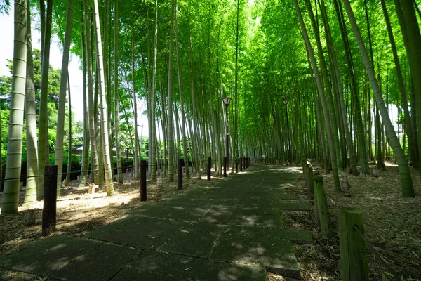 stock image A green bamboo forest in spring sunny day wide shot. High quality photo. Itabashi district Daimon Tokyo Japan 06.17.2023 This park is called Takenoko park.