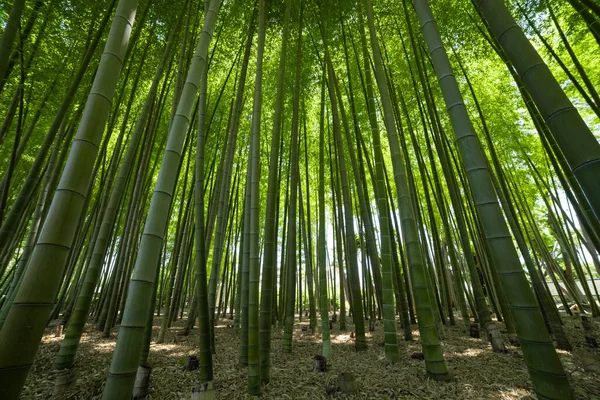 Una Foresta Bambù Verde Primavera Giornata Sole Foto Alta Qualità — Foto Stock