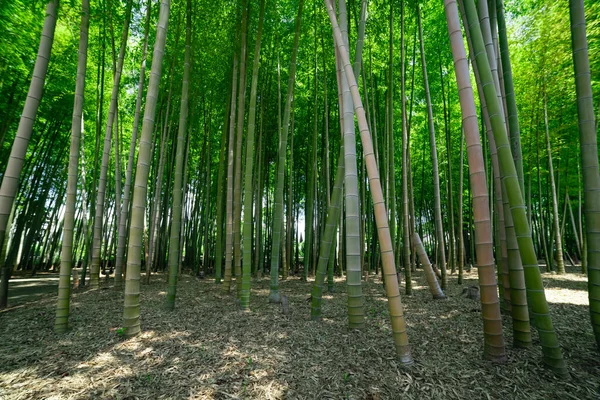 Ένα Πράσινο Δάσος Από Μπαμπού Ανοιξιάτικη Ηλιόλουστη Μέρα Υψηλής Ποιότητας — Φωτογραφία Αρχείου