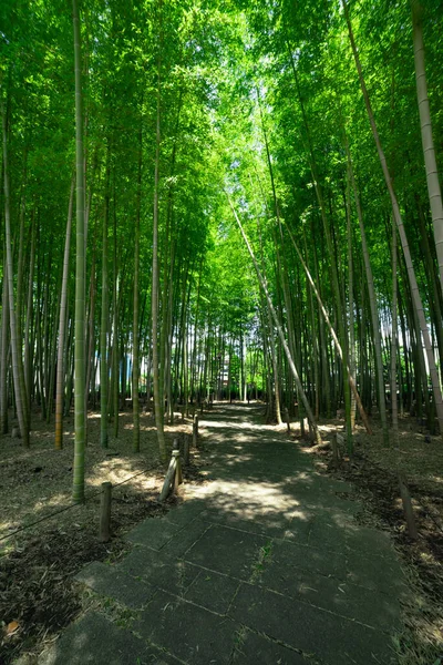 Bosque Bambú Verde Primavera Día Soleado Tiro Ancho Foto Alta —  Fotos de Stock