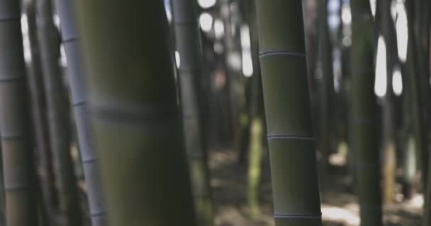 Ένα Πράσινο Δάσος Από Μπαμπού Την Ανοιξιάτικη Ηλιόλουστη Μέρα Υψηλής — Αρχείο Βίντεο