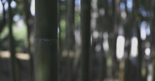 Bosque Bambú Verde Día Soleado Primavera Imágenes Alta Calidad Itabashi — Vídeo de stock