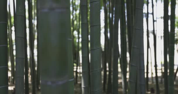 Bosque Bambú Verde Día Soleado Primavera Imágenes Alta Calidad Itabashi — Vídeos de Stock