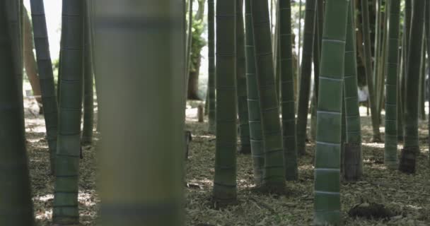 Zelený Bambusový Les Jarním Slunném Dni Kvalitní Záběry Itabashi Okres — Stock video