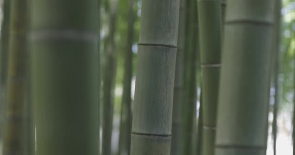 Bosque Bambú Verde Día Soleado Primavera Imágenes Alta Calidad Itabashi — Vídeos de Stock