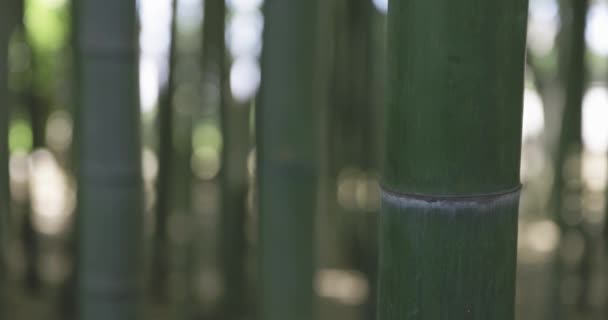 Зелений Бамбуковий Ліс Весняного Сонячного Дня Високоякісні Кадрів Округ Ітабаші — стокове відео