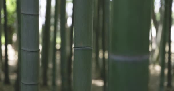 Baharda Güneşli Bir Günde Yeşil Bir Bambu Ormanı Yüksek Kalite — Stok video