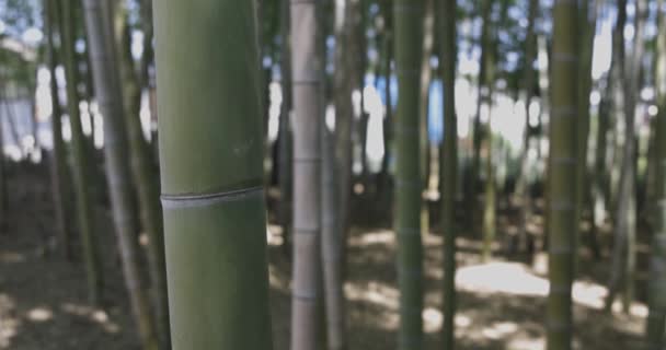Grön Bambuskog Våren Solig Dag Högkvalitativ Film Itabashi Distriktet Daimon — Stockvideo