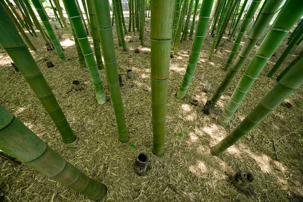 Bosque Bambú Verde Primavera Día Soleado Mirando Hacia Abajo Foto —  Fotos de Stock