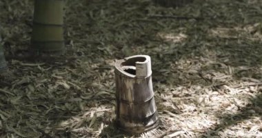 Baharda güneşli bir günde yeşil bir bambu ormanı. Yüksek kalite 4K görüntü. Itabashi bölgesi Daimon Tokyo 06.17.2023 Bu parka Takenoko Parkı denir..