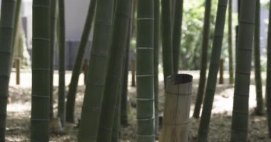 Baharda güneşli bir günde yeşil bir bambu ormanı. Yüksek kalite 4K görüntü. Itabashi bölgesi Daimon Tokyo 06.17.2023 Bu parka Takenoko Parkı denir..