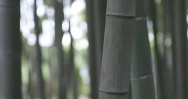 Baharda güneşli bir günde yeşil bir bambu ormanı. Yüksek kalite 4K görüntü. Itabashi bölgesi Daimon Tokyo 06.17.2023 Bu parka Takenoko Parkı denir..