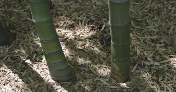 Grön Bambuskog Våren Solig Dag Högkvalitativ Film Itabashi Distriktet Daimon — Stockvideo