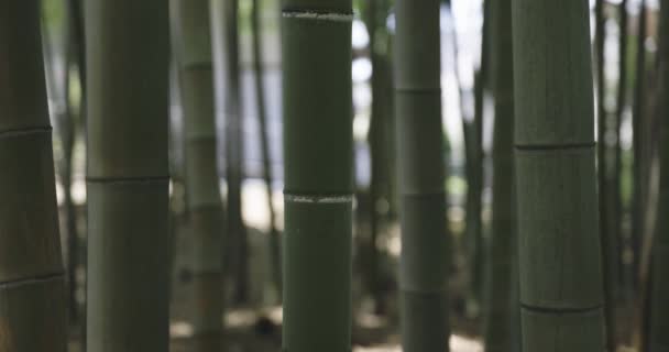 Een Groen Bamboe Bos Het Voorjaar Zonnige Dag Hoge Kwaliteit — Stockvideo
