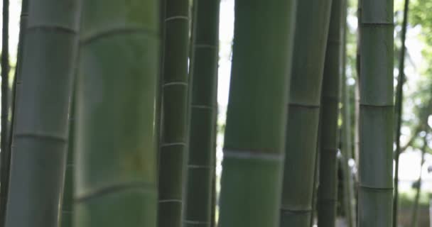 Une Forêt Bambous Verts Printemps Journée Ensoleillée Images Haute Qualité — Video