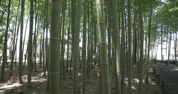 春の晴れた日に緑の竹の森 高品質4K映像 板橋区大門東京都06 2023竹の子公園と呼ばれる公園です — ストック動画