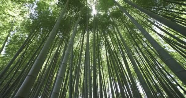 春の晴れた日に緑の竹の森 高品質4K映像 板橋区大門東京都06 2023竹の子公園と呼ばれる公園です — ストック動画