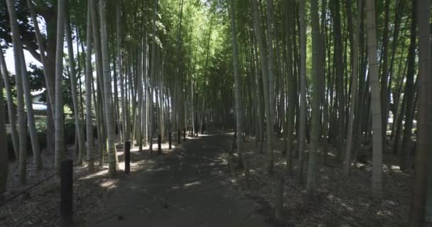 Sebuah Hutan Bambu Hijau Musim Semi Yang Cerah Rekaman Berkualitas — Stok Video