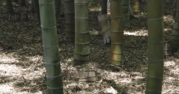 Una Foresta Bambù Verde Primavera Giornata Sole Filmati Alta Qualità — Video Stock