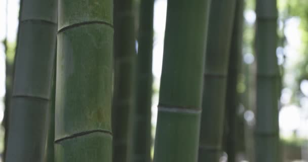 Zelený Bambusový Les Jarním Slunném Dni Kvalitní Záběry Itabashi Okres — Stock video