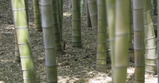 Baharda Güneşli Bir Günde Yeşil Bir Bambu Ormanı Yüksek Kalite — Stok video