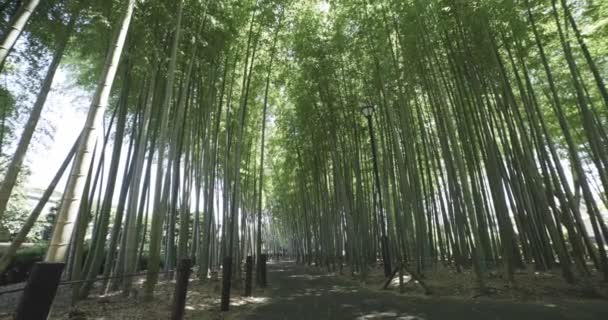 Uma Floresta Bambu Verde Dia Ensolarado Primavera Imagens Alta Qualidade — Vídeo de Stock