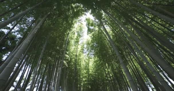 Pădure Bambus Verde Ziua Însorită Primăvară Imagini Înaltă Calitate Itabashi — Videoclip de stoc