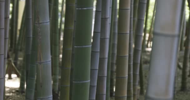 Grøn Bambus Skov Foråret Solrig Dag Høj Kvalitet Optagelser Itabashi – Stock-video