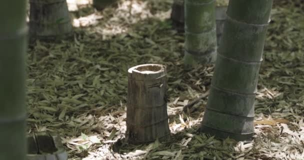 Una Foresta Bambù Verde Primavera Giornata Sole Filmati Alta Qualità — Video Stock