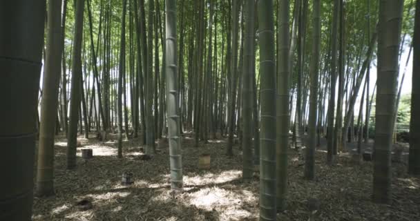 Bosque Bambú Verde Día Soleado Primavera Imágenes Alta Calidad Itabashi — Vídeo de stock