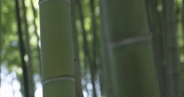 Une Forêt Bambous Verts Printemps Journée Ensoleillée Images Haute Qualité — Video