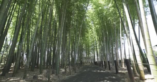 Ένα Πράσινο Δάσος Από Μπαμπού Την Ανοιξιάτικη Ηλιόλουστη Μέρα Υψηλής — Αρχείο Βίντεο