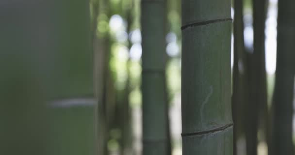 Зеленый Бамбуковый Лес Весной Солнечного Дня Высококачественные Кадры Итабаси Даймон — стоковое видео