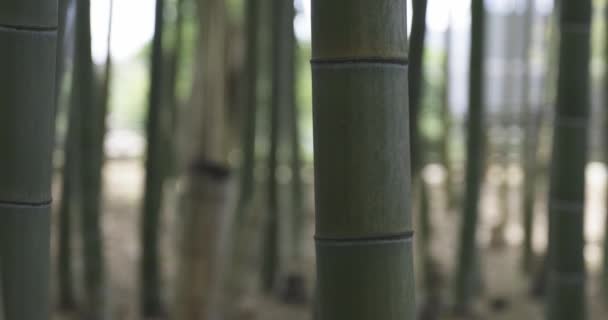 Uma Floresta Bambu Verde Dia Ensolarado Primavera Imagens Alta Qualidade — Vídeo de Stock