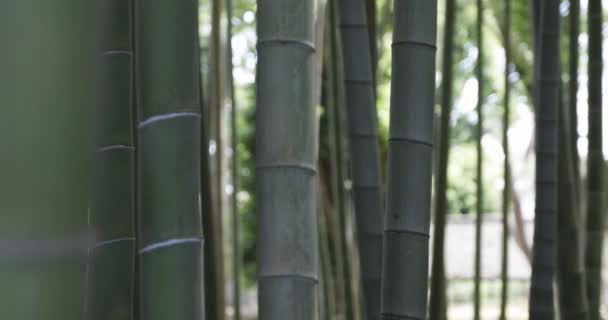 Ein Grüner Bambuswald Einem Sonnigen Frühlingstag Hochwertiges Filmmaterial Itabashi Bezirk — Stockvideo