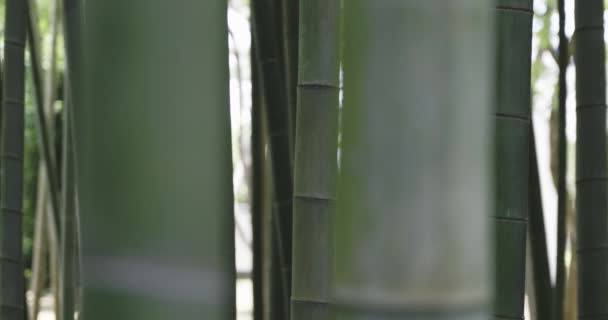 Une forêt de bambous verts au printemps journée ensoleillée. Images 4k de haute qualité. Itabashi district Daimon Tokyo Japon 06.17.2023 Ce parc est appelé Takenoko parc.
